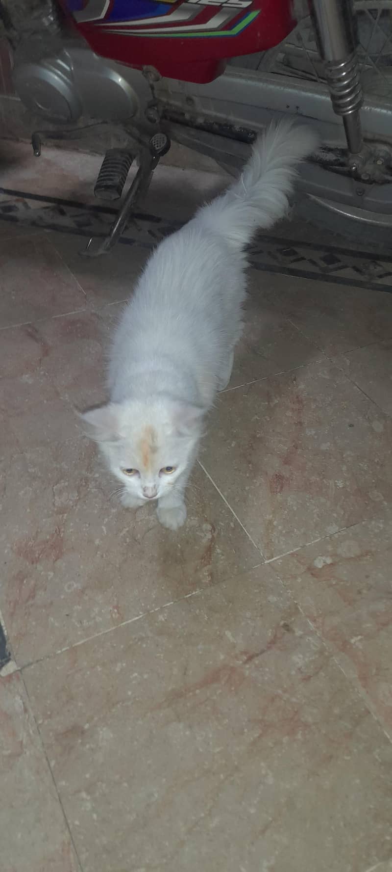 pasha 1