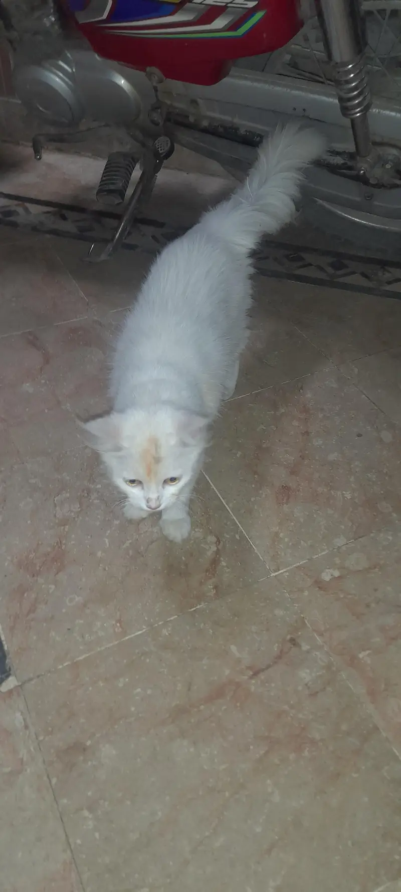 pasha — photo 2