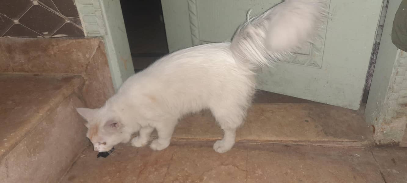 pasha 2