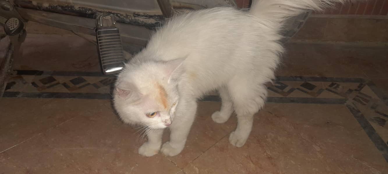 pasha 3