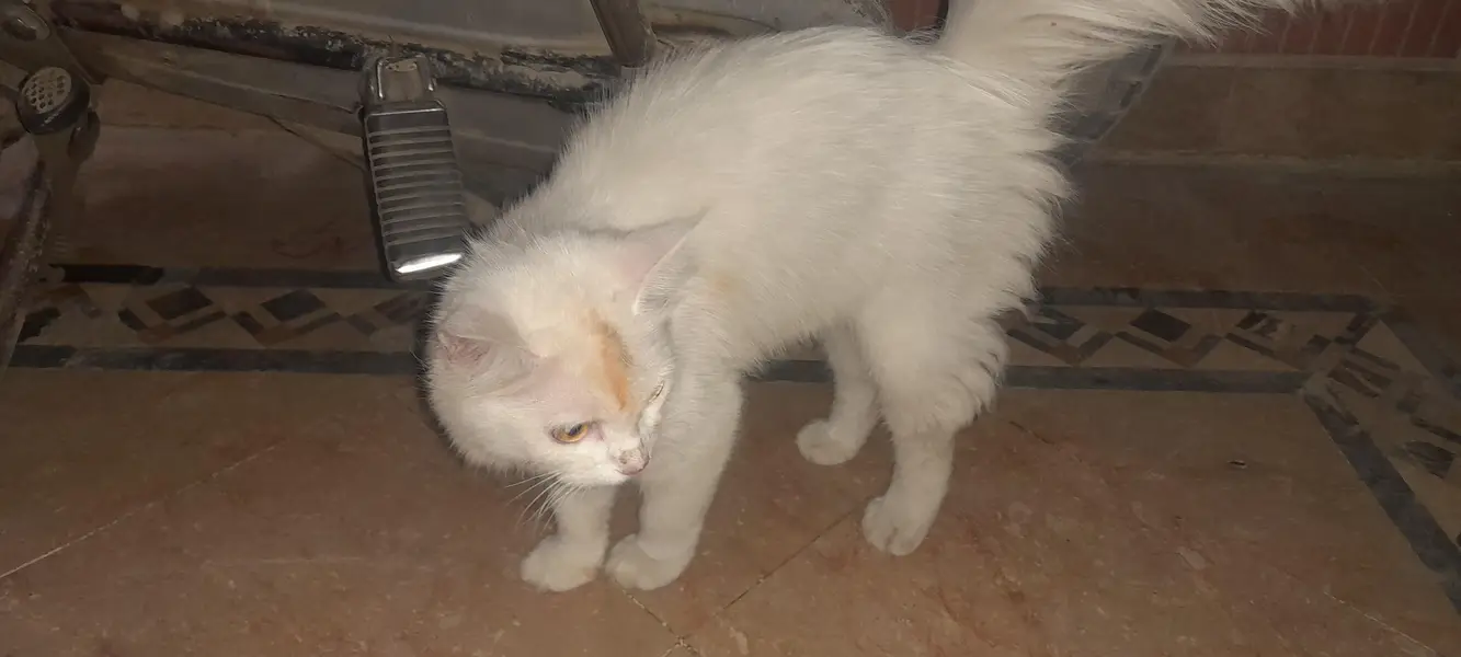 pasha — photo 4