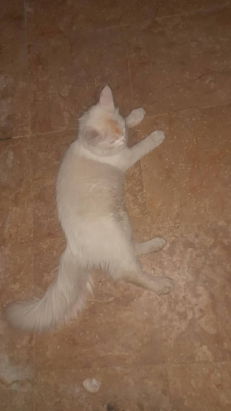 pasha 4