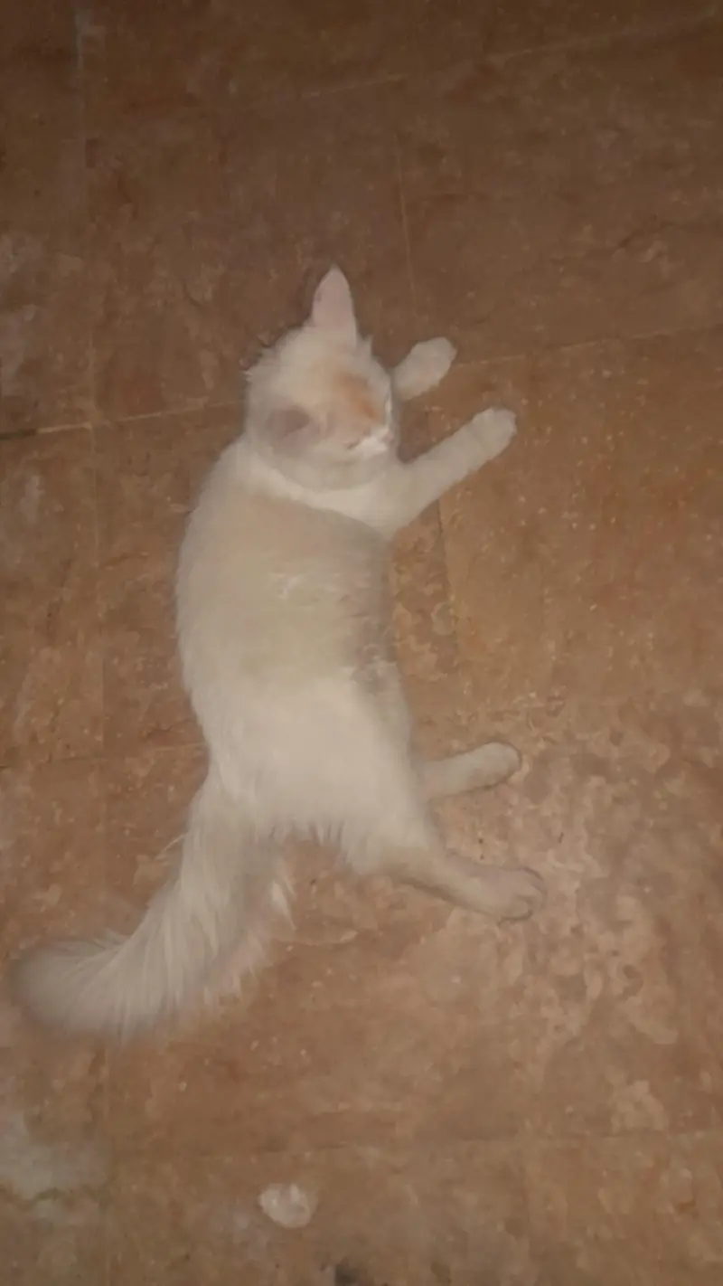 pasha — photo 5