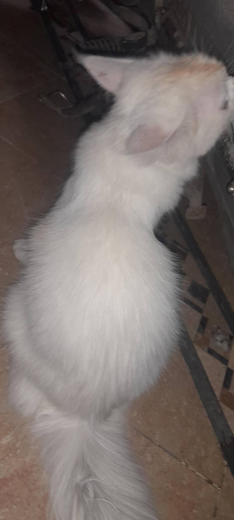 pasha 5
