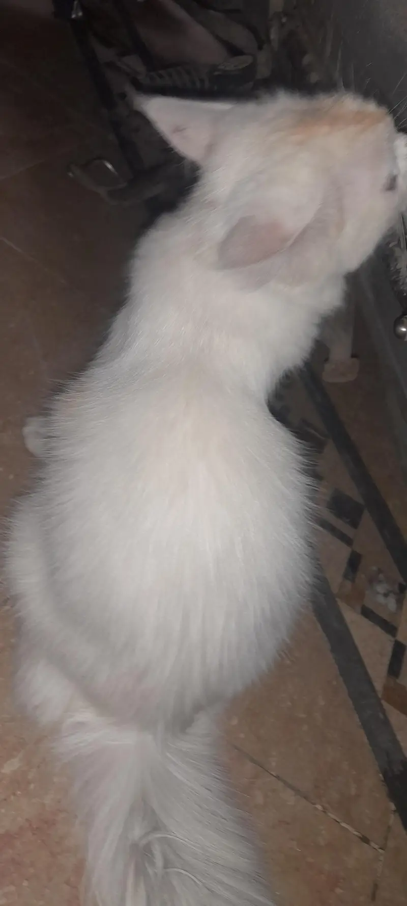 pasha — photo 6