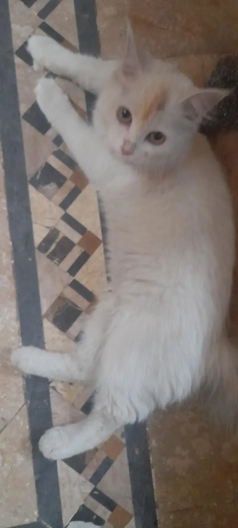pasha — photo 7