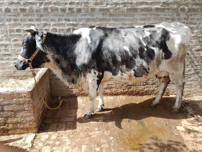 All cows for sale