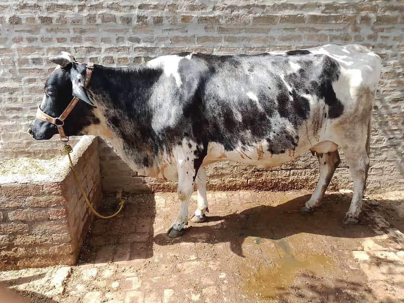 فروخت کے لیے اعلیٰ نسل کی گائیں  0
