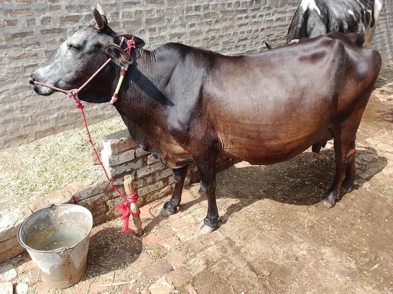 فروخت کے لیے اعلیٰ نسل کی گائیں  1