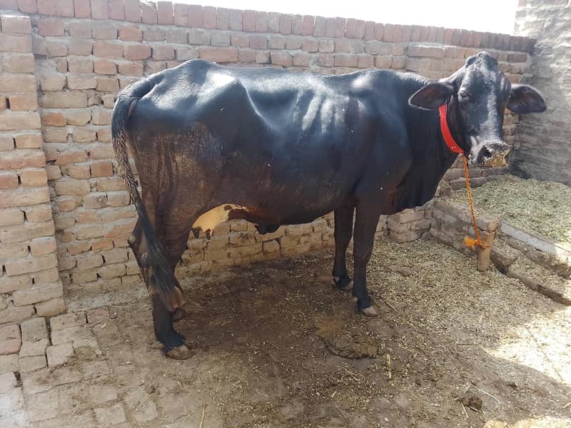 فروخت کے لیے اعلیٰ نسل کی گائیں  2