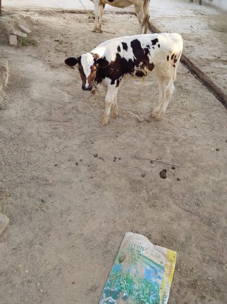 فروخت کے لیے اعلیٰ نسل کی گائیں  3