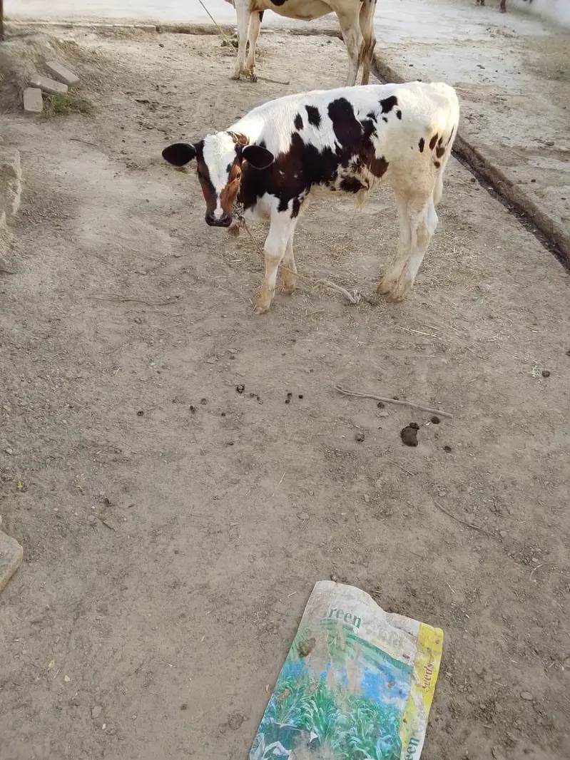 فروخت کے لیے اعلیٰ نسل کی گائیں  — photo 4