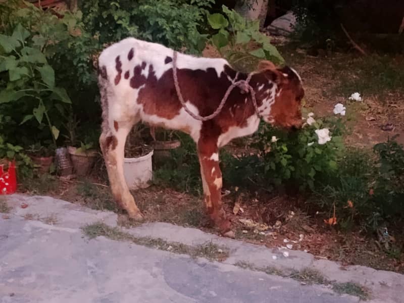 فروخت کے لیے اعلیٰ نسل کی گائیں  4