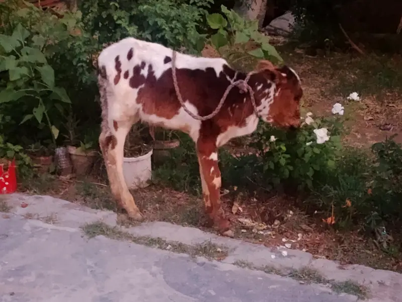 فروخت کے لیے اعلیٰ نسل کی گائیں  — photo 5