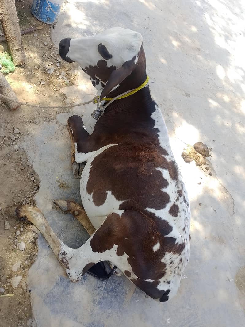 فروخت کے لیے اعلیٰ نسل کی گائیں  5