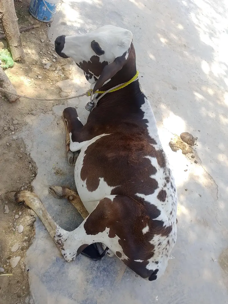 فروخت کے لیے اعلیٰ نسل کی گائیں  — photo 6