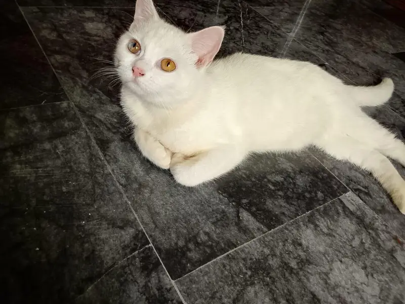 cute cat — photo 3