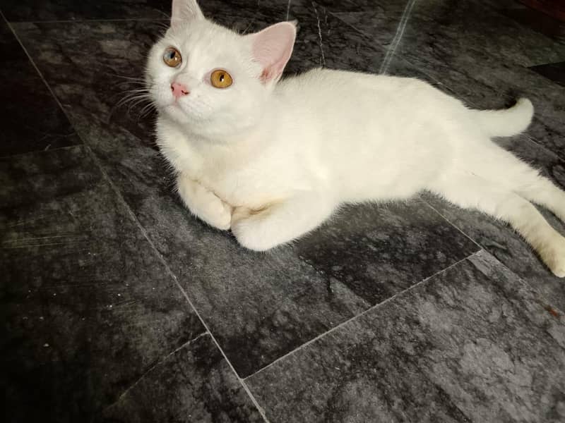 cute cat 3
