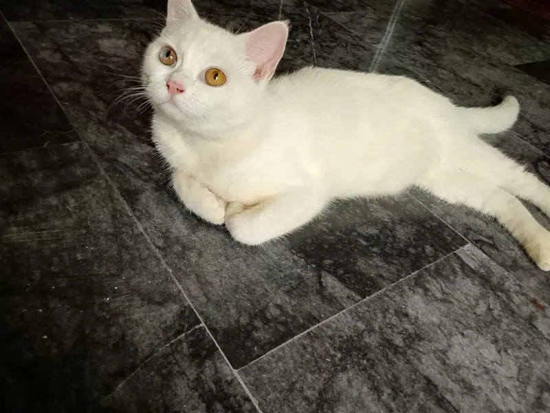 cute cat — photo 4