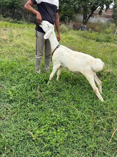 Talajang Chaki Dumba