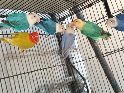 Top Quality Opaline Palefallows (Read Description Carefully)
