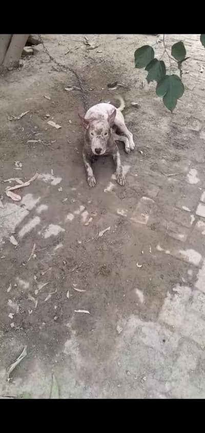 bulltier dog