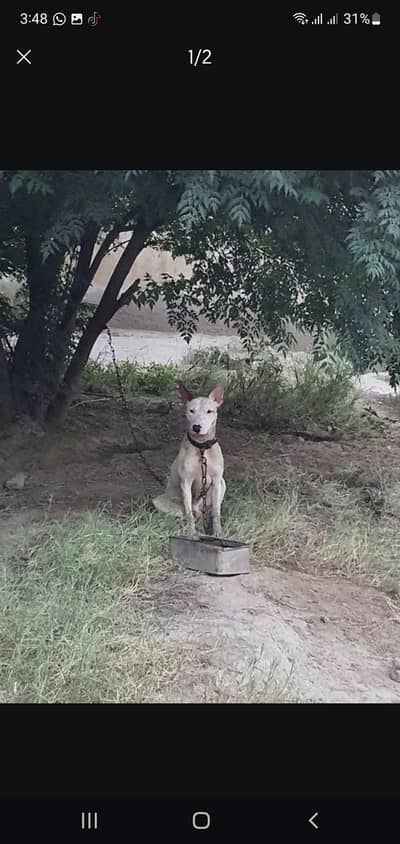 bulltier dog