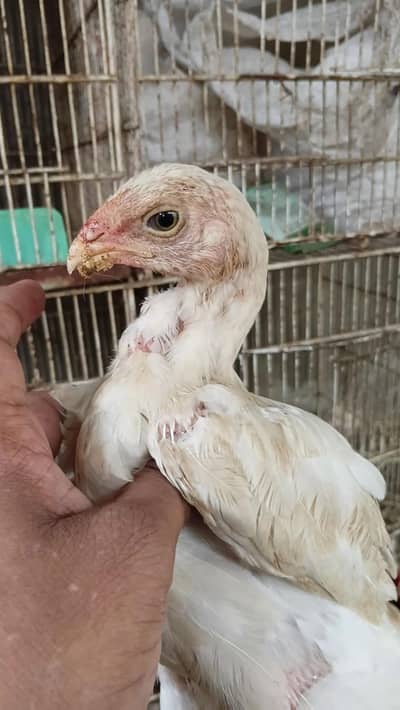 indian parrot Beak cross