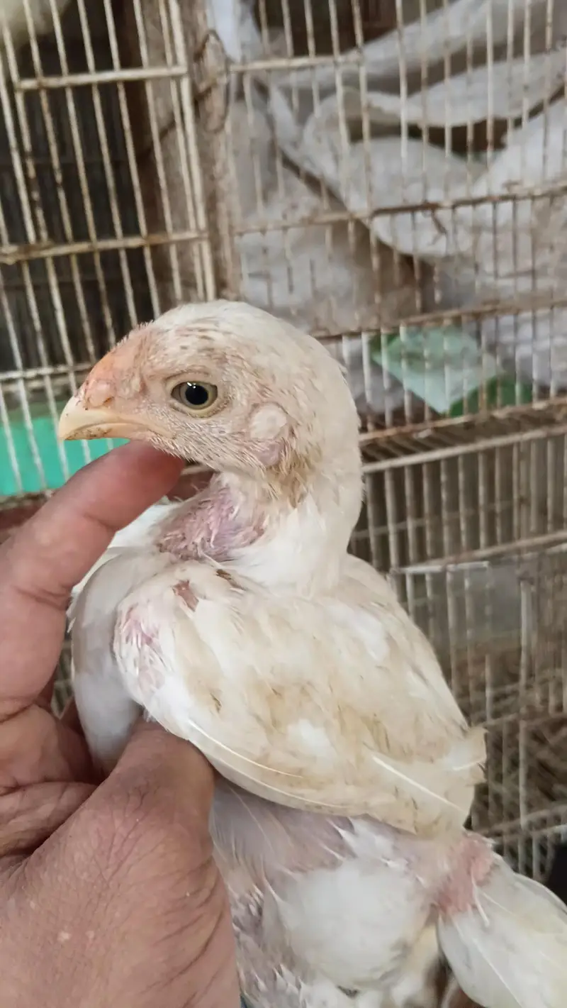 indian parrot Beak cross — photo 4