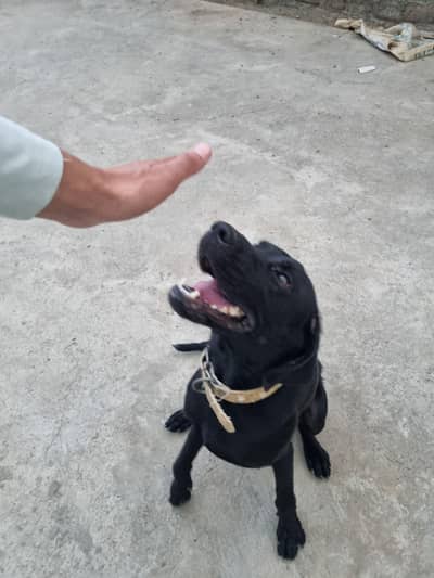 Labrador female well trained