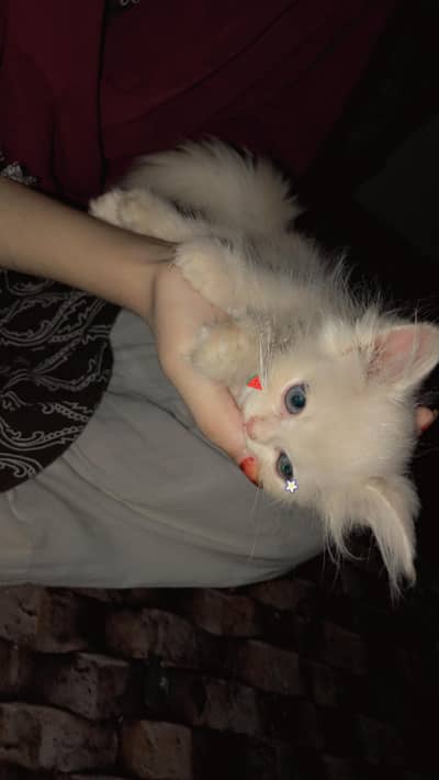 Persian kiteen Triple coat punch face
