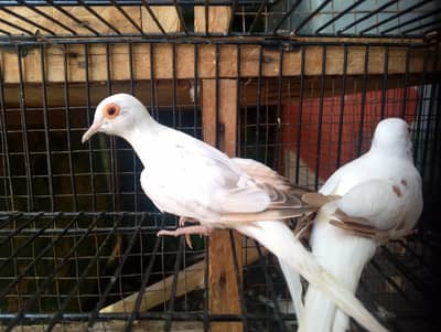 silver pied to  seplet silver pied and brilliant to cream breeder pair