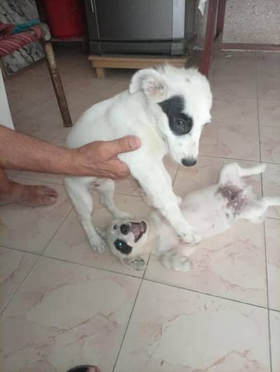 Russian pista DoG