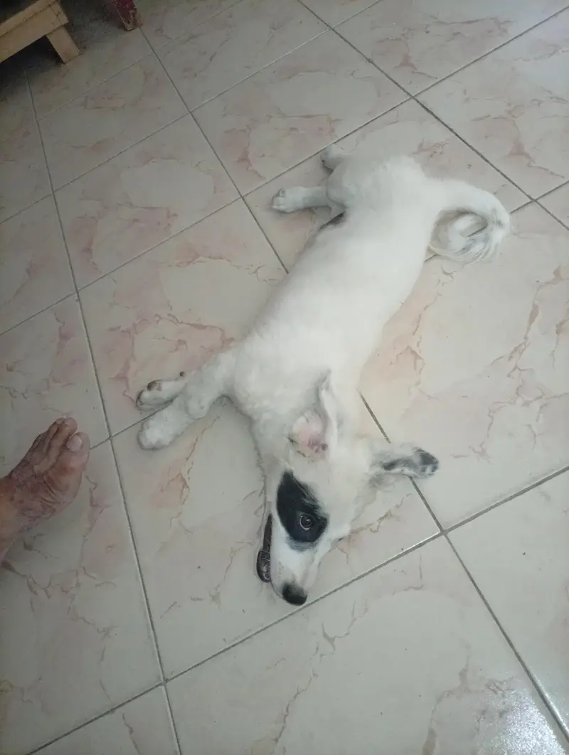 Russian pista DoG — photo 2
