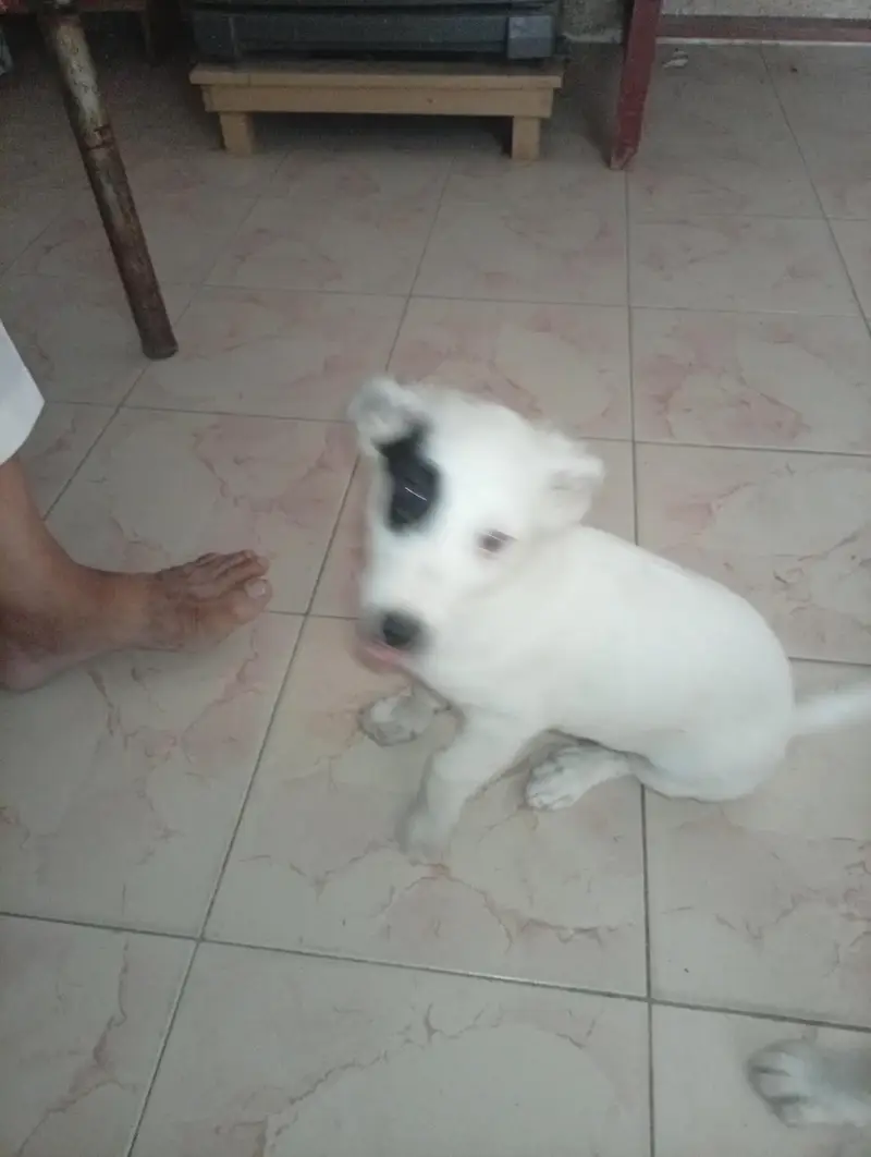 Russian pista DoG — photo 3