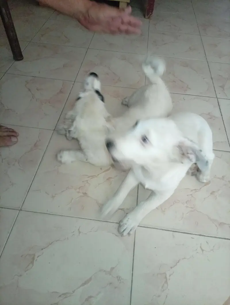 Russian pista DoG — photo 4