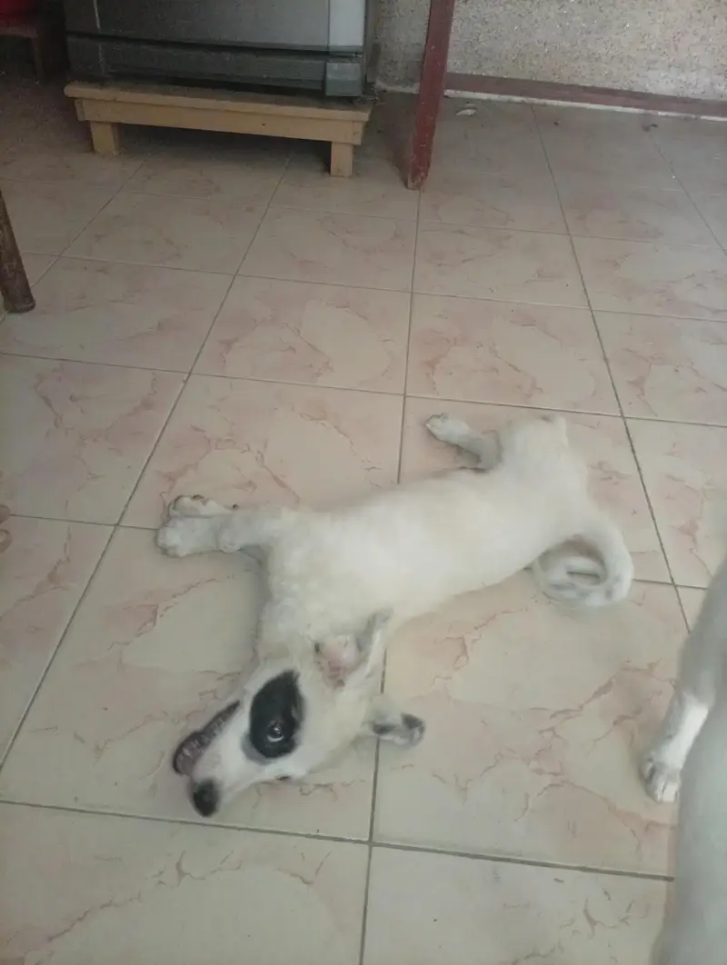 Russian pista DoG — photo 6