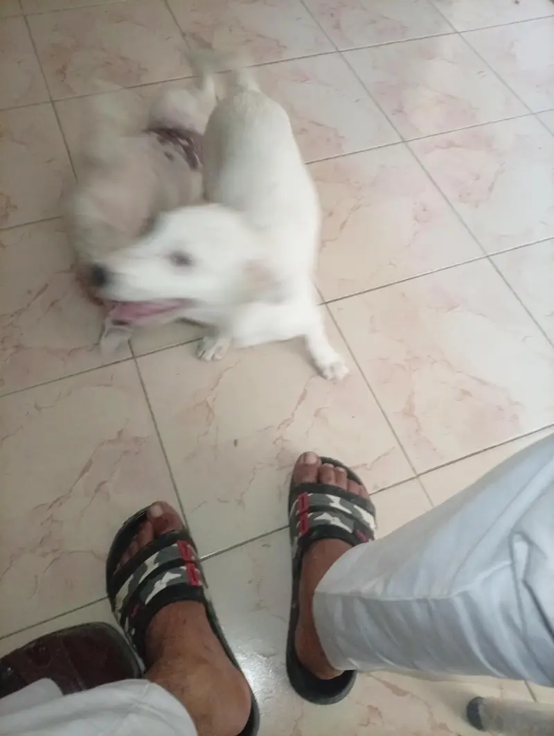 Russian pista DoG — photo 8