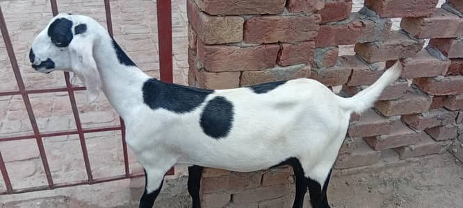 3pathh for sale