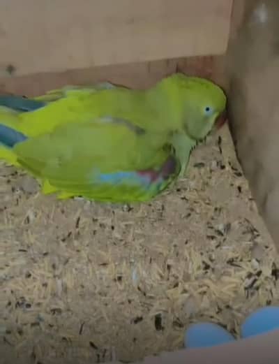 femail parrot available