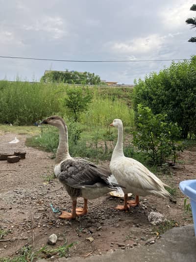 Ducks pair for sale
