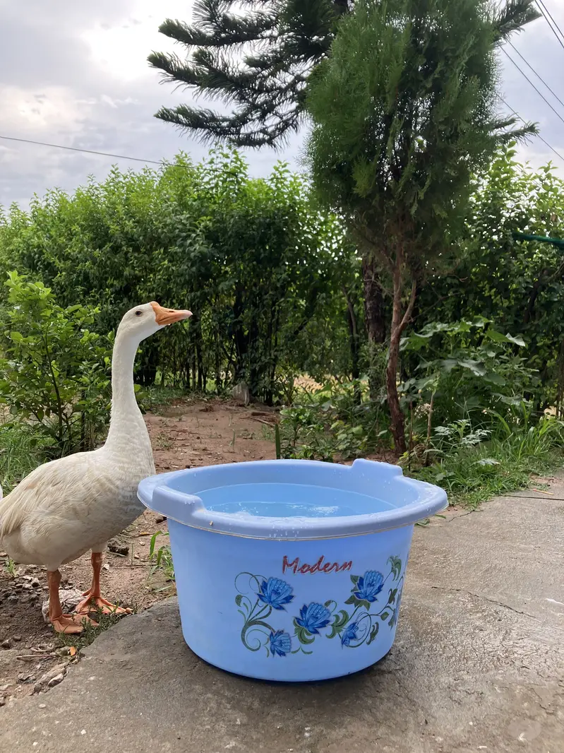 Ducks pair for sale — photo 2