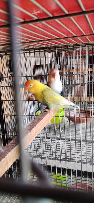 i am selling my love birds