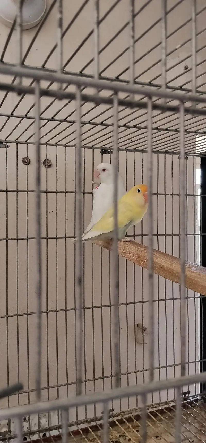i am selling my love birds — photo 2