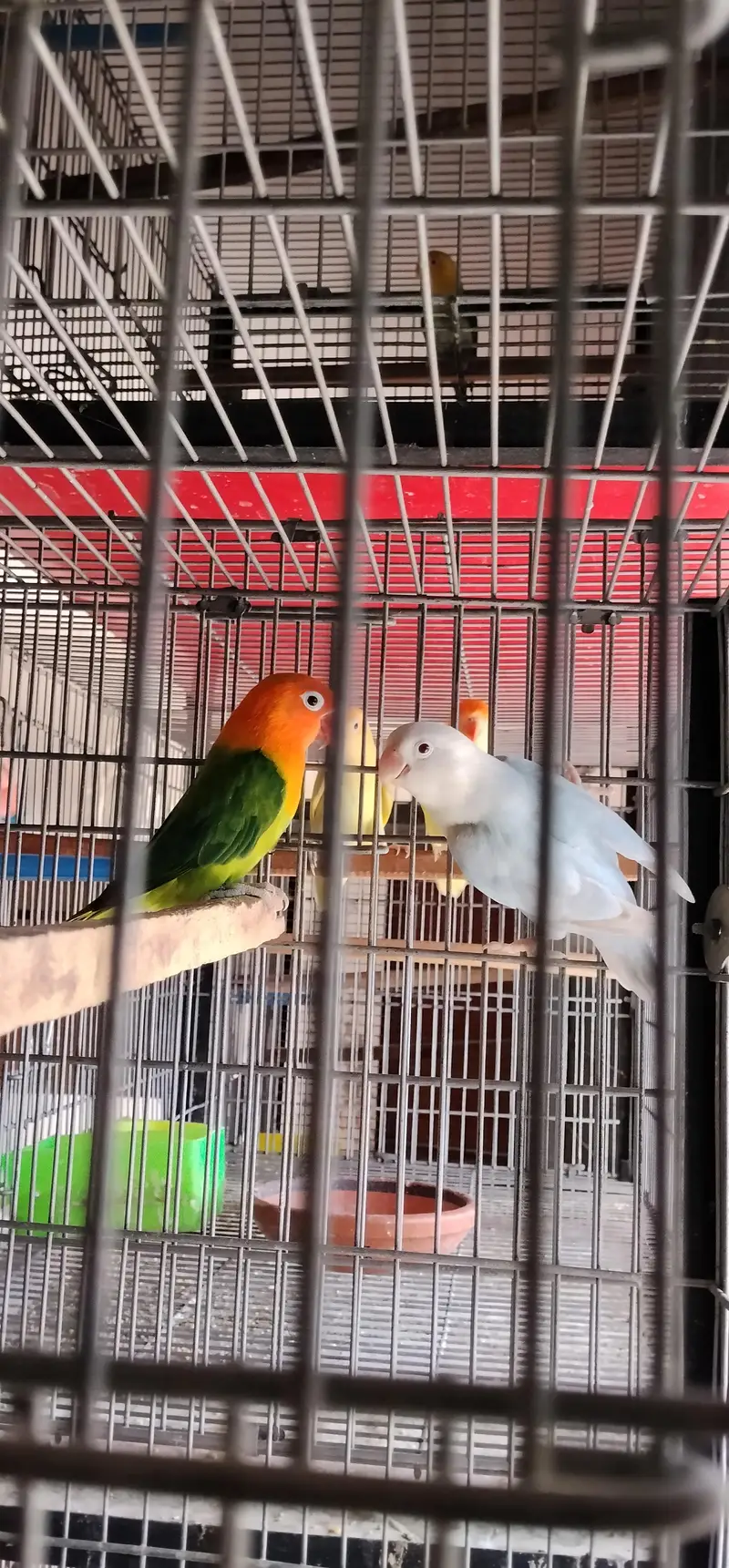 i am selling my love birds — photo 3