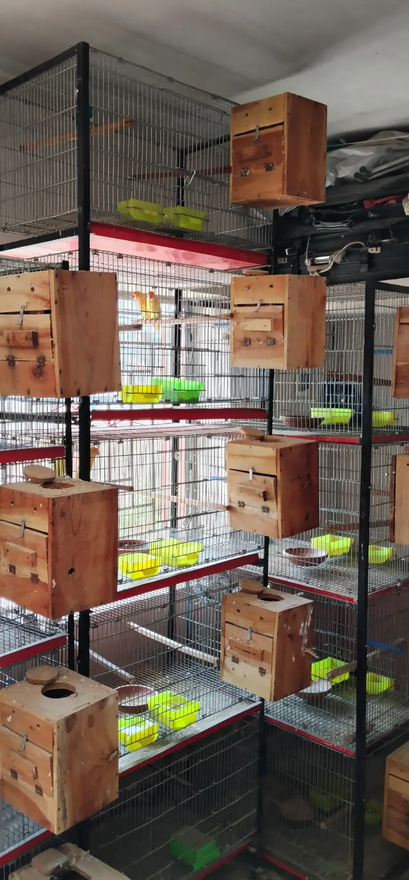 i am selling my love birds — photo 4