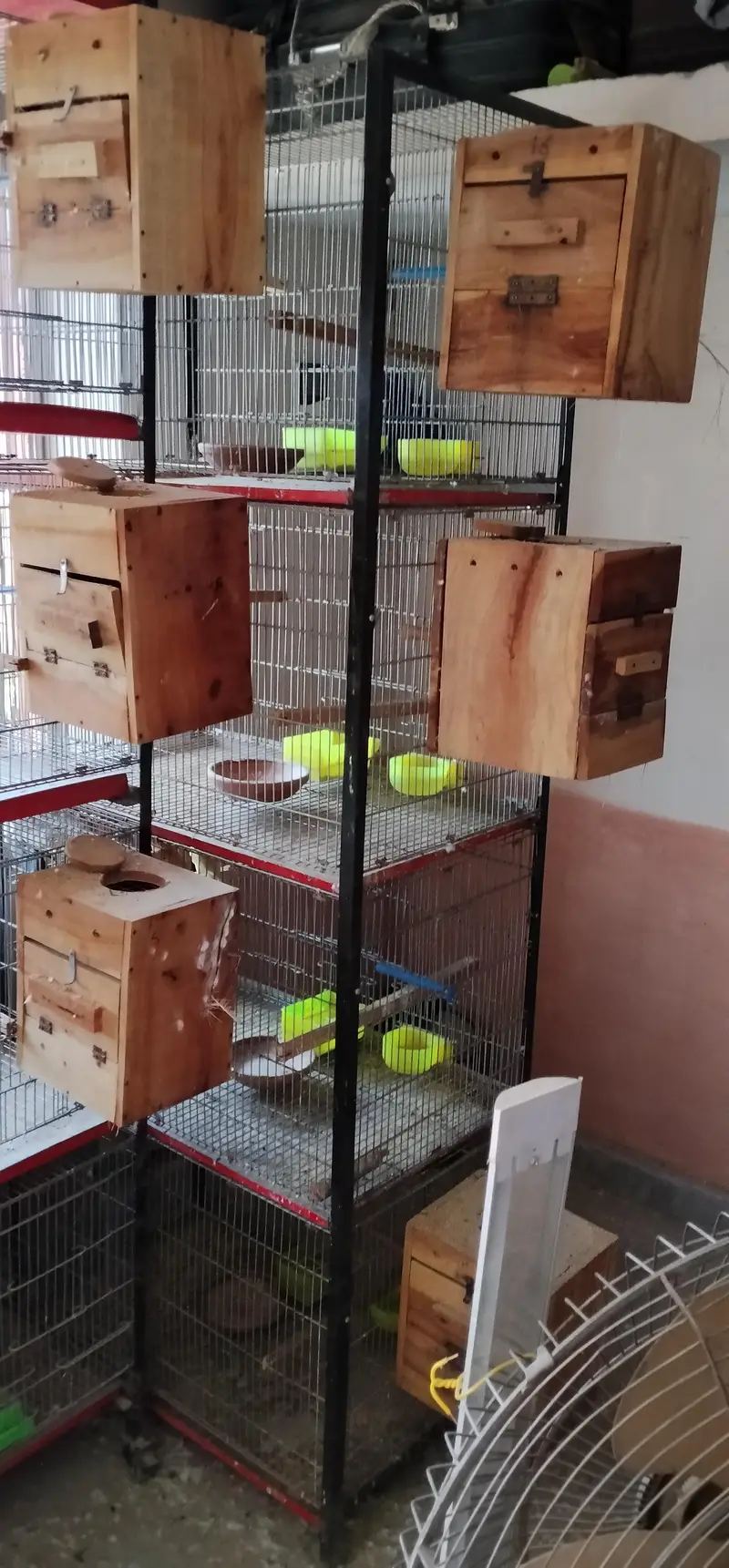 i am selling my love birds — photo 5