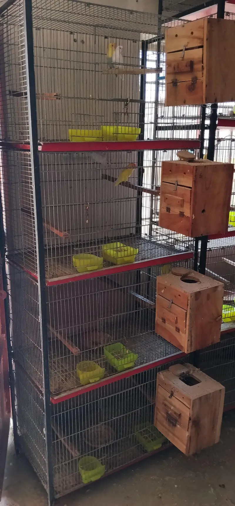 i am selling my love birds — photo 6
