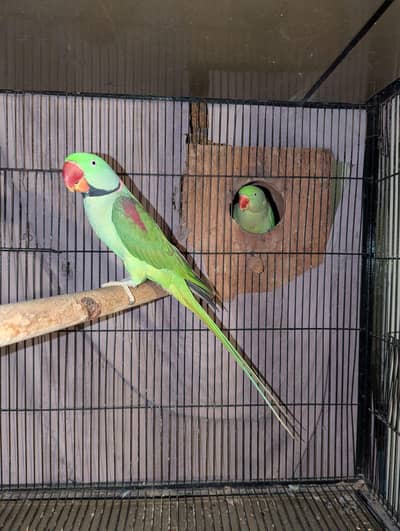 Kashmiri Raw 100% Breeder For Sale