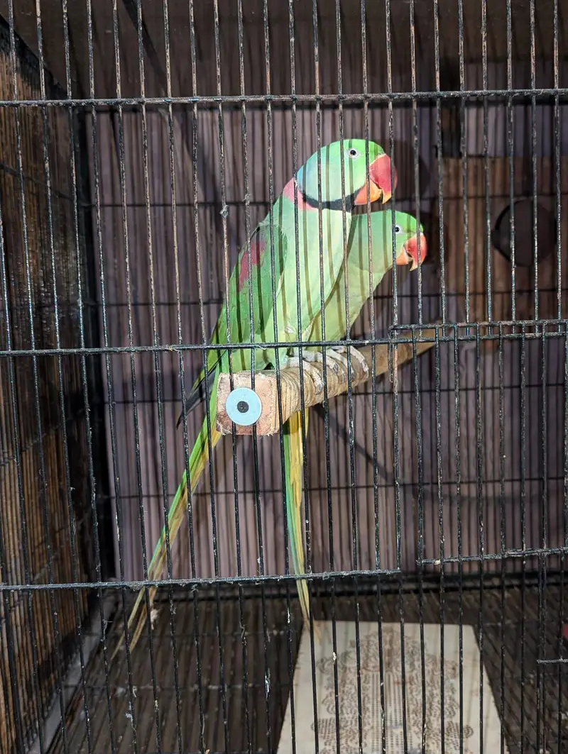 Kashmiri Raw 100% Breeder For Sale — photo 2
